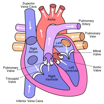 heart disease