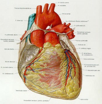 heart disease